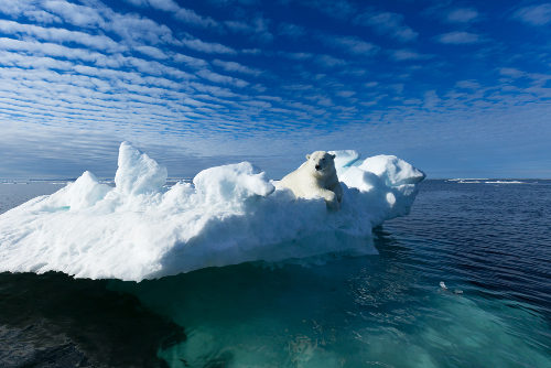 Aquecimento global e a biodiversidade