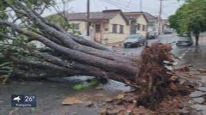 Chuva causa queda de árvores, destelha casa e deixa estragos em pelo menos 5 cidades do Sul de MG