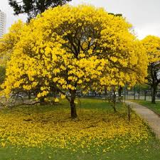 Ipê-amarelo: a árvore exuberante que é símbolo do Brasil 