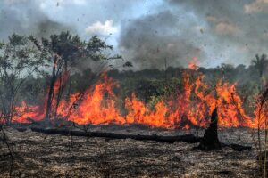 Incêndios: prevenção é responsabilidade de todos